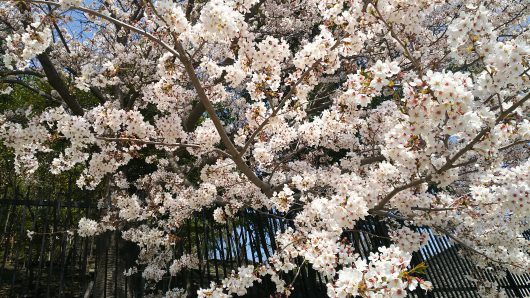 能ケ谷神社のお花見へ🌸