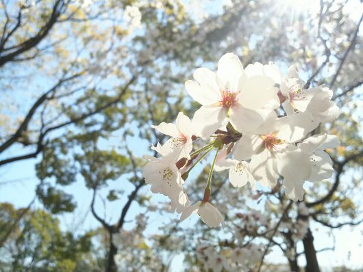 ４月も気忙し１か月でした！