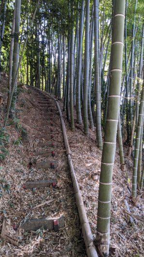 立春です🌺自然が一杯！鶴川駅周辺🌺